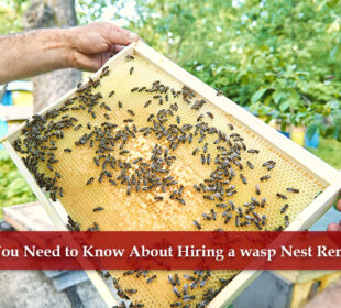 wasp control